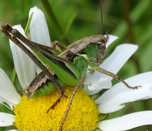 Réf. 193 835 : Platycleis albopunctata